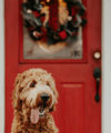 The Most Popular Christmas Decor Trends This Year - Quealy & Co