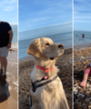 Kent Coastline Now Has 8 Blue Flag Award Beaches! - Quealy & Co