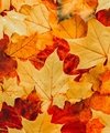 Top Tips For Selling Your Home In Rainham This Autumn - Quealy & Co