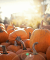 What's On in Kent This October? Local Events in Sittingbourne, Faversham and Beyond - Quealy & Co