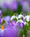Snowdrop Season in Kent: Our Favourite Places to Welcome Spring - Quealy & Co