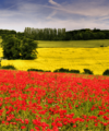 Your July property market update from Quealy & Co