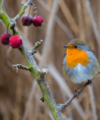How to prepare your garden for winter - Quealy & Co