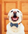 New standard tenancy agreement to help renters with well behaved pets - Quealy & Co