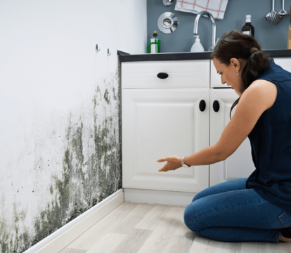 Is Mould In A Rental Property Actually A Landlord's Responsibility? - Quealy & Co