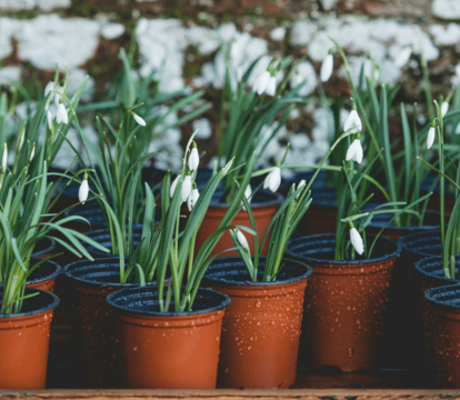 Five Important Tasks To Show Your Garden Some Love In February! - Quealy & Co