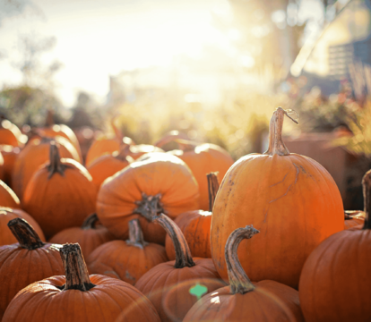 What's On in Kent This October? Local Events in Sittingbourne, Faversham and Beyond - Quealy & Co