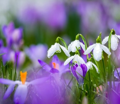 Snowdrop Season in Kent: Our Favourite Places to Welcome Spring - Quealy & Co