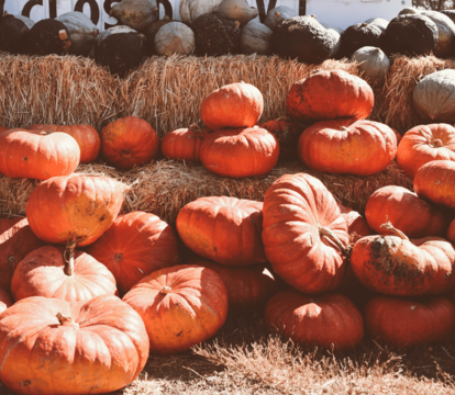 Where Are The Best Pumpkin Patches In Kent? - Quealy & Co