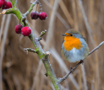 How to prepare your garden for winter - Quealy & Co