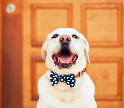 New standard tenancy agreement to help renters with well behaved pets - Quealy & Co